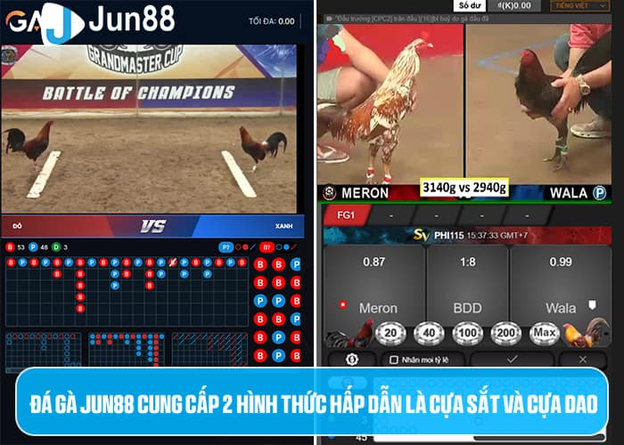 Đá Gà Jun88 cung cấp 2 hình thức hấp dẫn